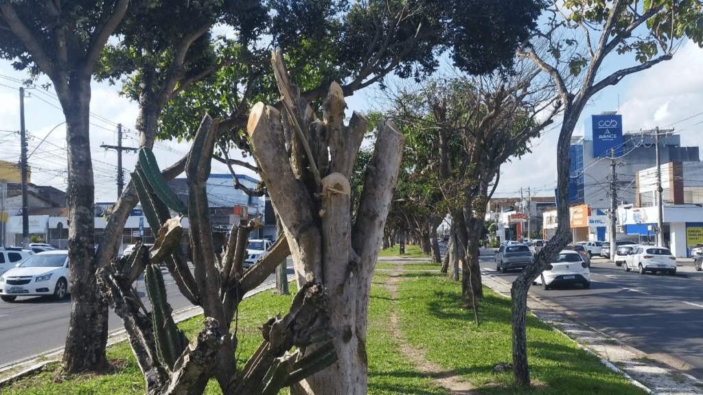 Podas ‘escalpelam’ ipês; mais um ano sem a beleza das flores 2 1200 x 675 www.horadainformacao.com .br 1200 x 675 20250911 160311 0000
