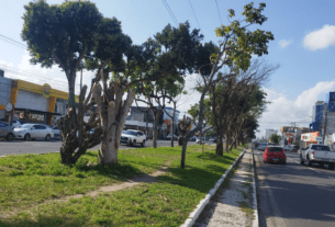 Podas ‘escalpelam’ ipês; mais um ano sem a beleza das flores 4 1200 x 675 www.horadainformacao.com .br 1200 x 675 20250911 160430 0000