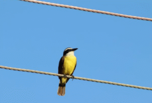 O arisco bem-te-vi se rendeu aos humanos - Foto: Coisas da roça