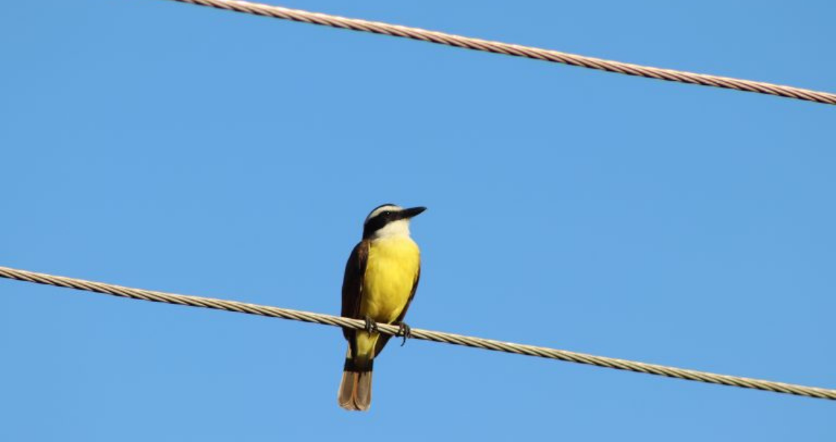 O arisco bem-te-vi se rendeu aos humanos - Foto: Coisas da roça