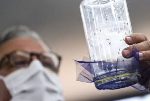 Fábrica de mosquitos em São Paulo, vai ajudar no combate à dengue 5 Fábrica de mosquitos em São Paulo, vai ajudar no combate à dengue - Marcelo Camargo/Agência Brasil