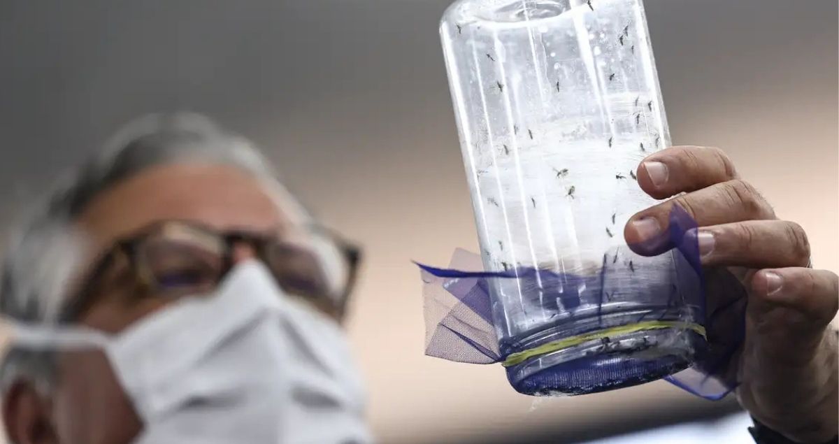 Fábrica de mosquitos em São Paulo, vai ajudar no combate à dengue 4 Fábrica de mosquitos em São Paulo, vai ajudar no combate à dengue - Marcelo Camargo/Agência Brasil